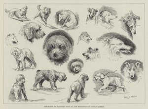 Exposition de chiens de troupeaux au marché aux bestiaux métropolitain